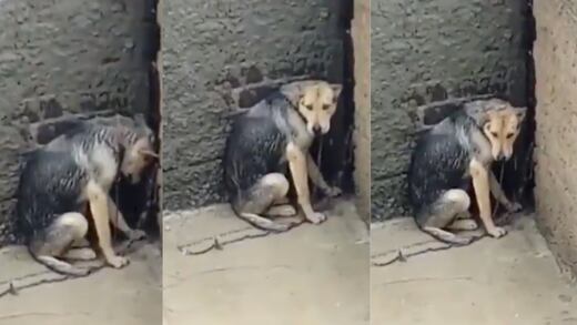 Denuncian maltrato animal en Tlalnepantla, Estado de México; perrita es abandonada en una azotea bajo la lluvia 