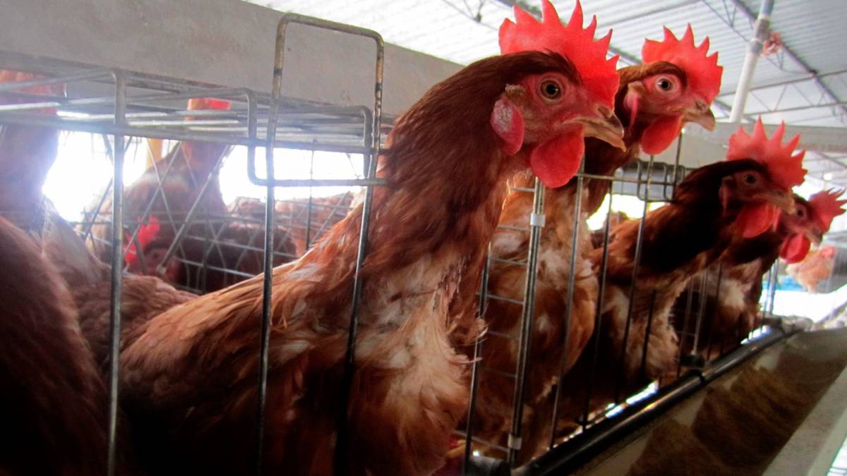 Granja de Sonora reporta caso de influenza aviar AH5 de alta patogenicidad