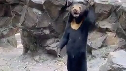 El impresionante comportamiento de un oso en el zoológico de China que lo hace parecer humano, tiene explicación (VIDEO)