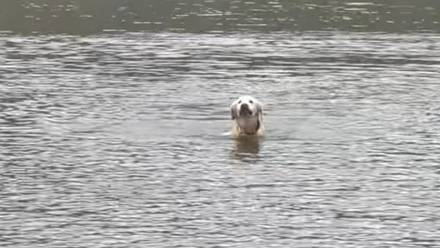 Ten cuidado al meter a tu perro a nadar