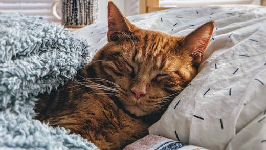 ¿Qué significa soñar con gatos? Este es el bonito significado que revela tu fortaleza interior