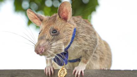 Magawa, la rata héroe que detectaba minas terrestres