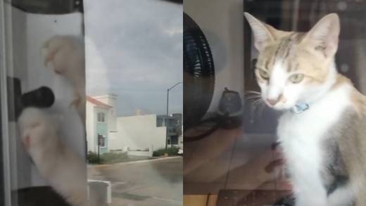VIDEO: Se queda afuera de su casa y su gata le abre la ventana; TikTok le advierte que ahora sabe cómo escaparse