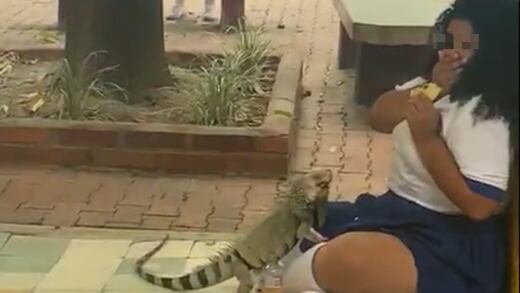 VIDEO: Una iguana la sorprende en el recreo y ni TikTok sabe qué haría en estos casos