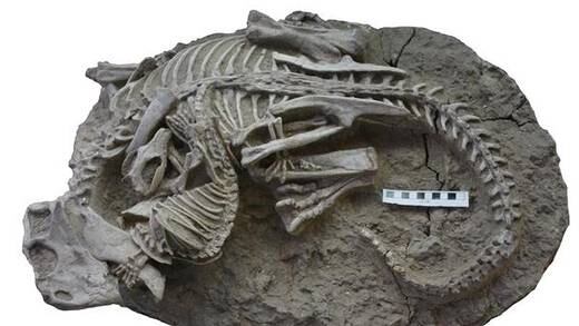 El hallazgo de un extraño fósil muestra evidencia de un mamífero devorando a un dinosaurio