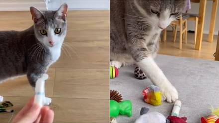 Gatito elige un tampón para jugar