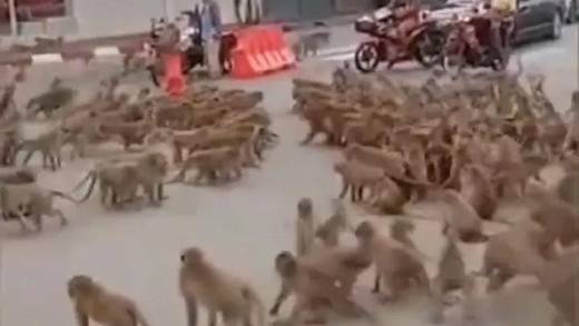 VIDEO: Bandas de monos rivales se enfrenta en Tailandia y desatan el caos; capturan a líder