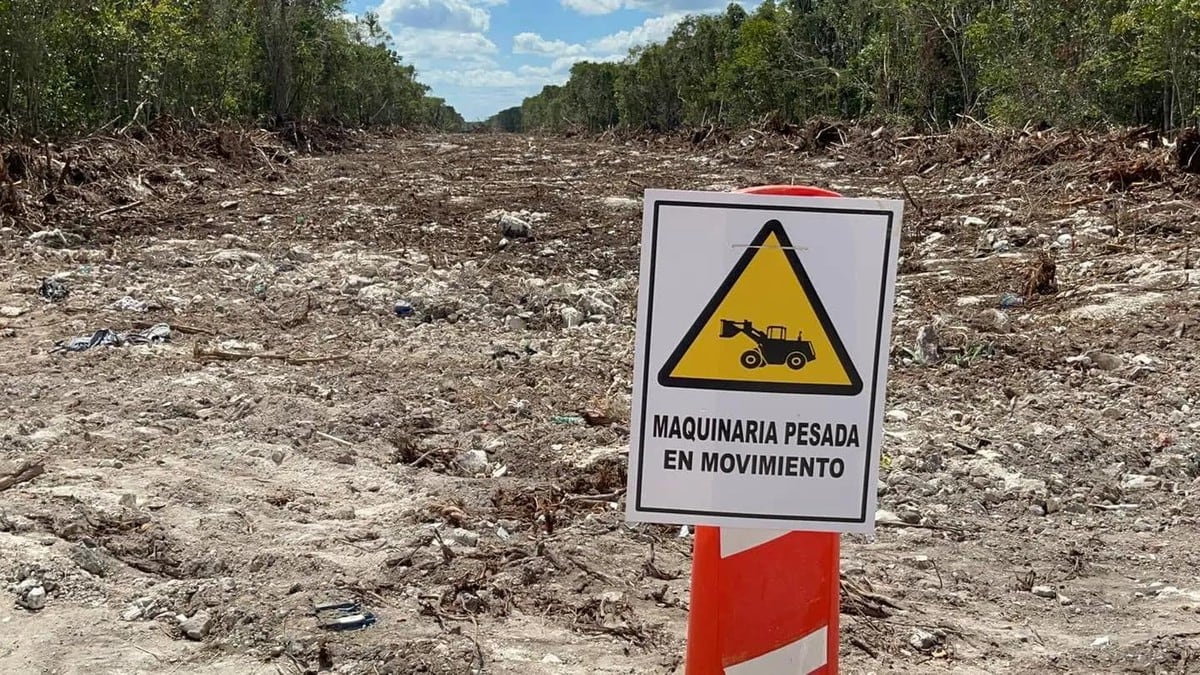 Moce Yax Cuxtal denuncia tala de árboles en nuevo tramo del Tren Maya
