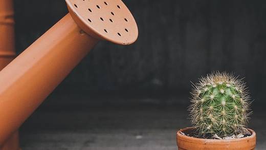 ¿Cómo regar un cactus correctamente? Esta técnica te ayudará a no fallar en el intento