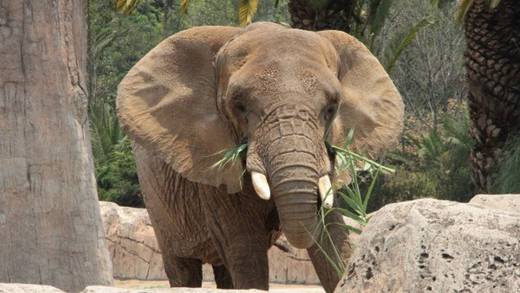 Ely la elefanta necesita ayuda y piden a Marcelo Ebrard que la puedan trasladar a Brasil