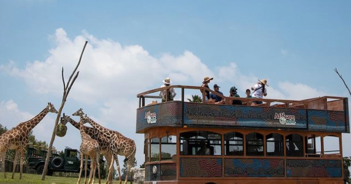 africam safari puebla promociones