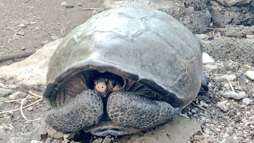 ¿Qué es el quelonitoxismo? Síntomas de la enfermedad que mató a niños de Tanzania por comer carne de tortuga