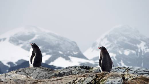 Antártida ofrecerá trabajo contando pingüinos; esto es lo que tienes que saber