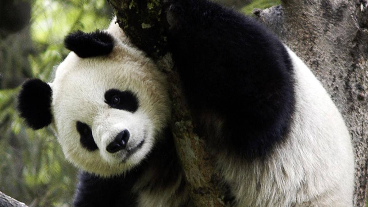 ¿dónde Vive El Oso Panda Conoce Sus Características Y Más Curiosidades