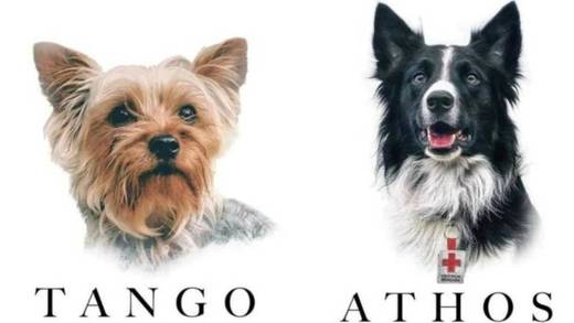 Sujeto que mató a perritos rescatistas Athos y Tango es sentenciado a 10 años de prisión