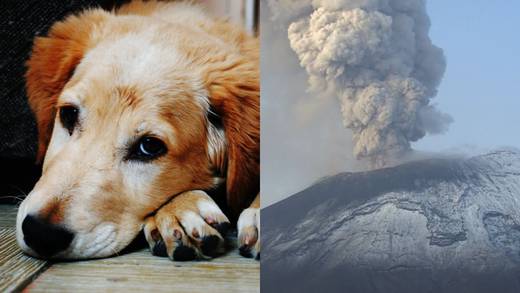 6 tips para proteger a tu mascota de la caída de ceniza del Volcán Popocatépetl
