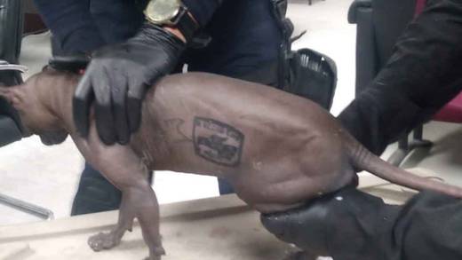 Gato egipcio tatuado con logotipo de crimen organizado es rescatado del Cereso 3 de Ciudad Juárez
