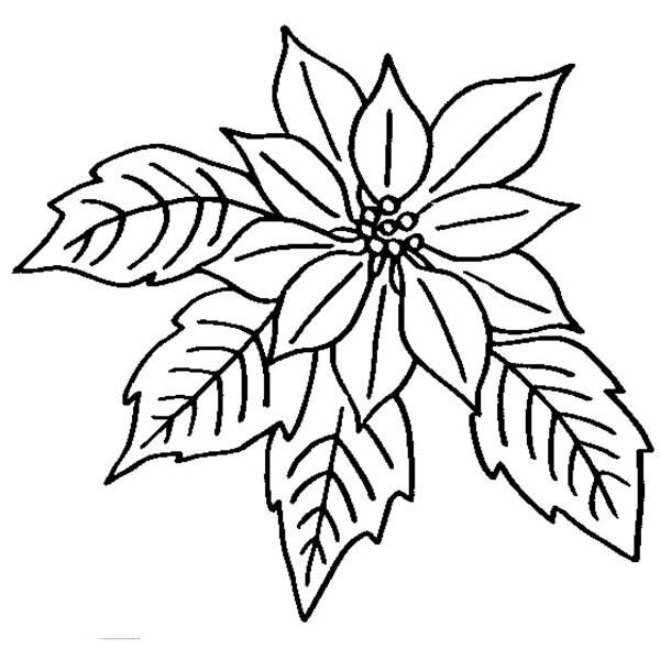 dibujos de flor de noche buena