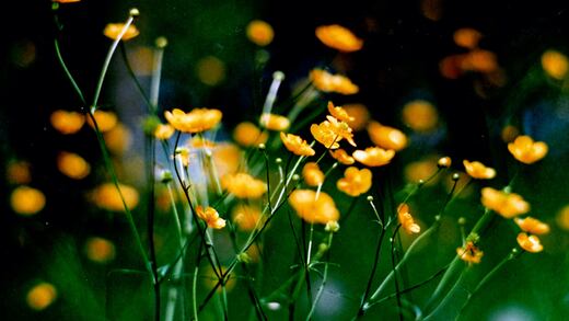 Frases bonitas sobre flores amarillas para dedicarle a quien amas hoy 21 de septiembre