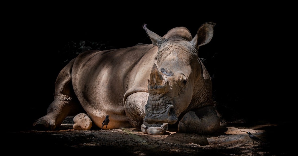 Black rhino is born in the United States, an endangered species with only 740 specimens