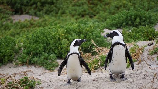 Pingüinos gays roban los huevos de otra pareja