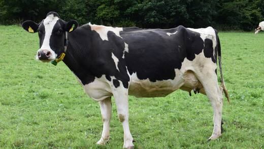 La primera vaca que produce insulina humana en su leche ya está entre nosotros