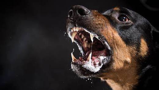 Rabia canina en Colima: Detectan el primer caso en 30 años