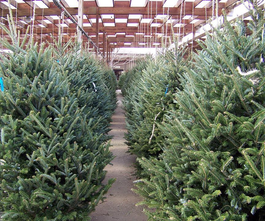 Inodoro audición Calor Cuánto cuesta un árbol de Navidad natural?