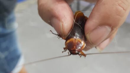 Rescata a una cucaracha herida