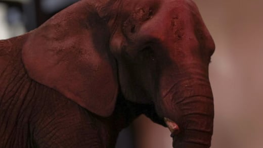 ¿Qué pasó con la elefante Annie? Confirman su llegada al Zoológico de San Juan de Aragón