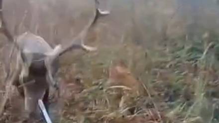 Ciervo ataca a un cazador; casi le saca el ojo