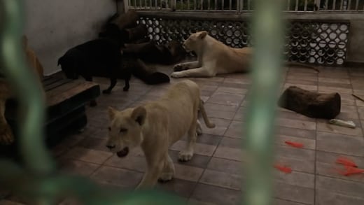 “No quiero que se los lleven”, dueño de 3 leones negó entregarlos a Profepa