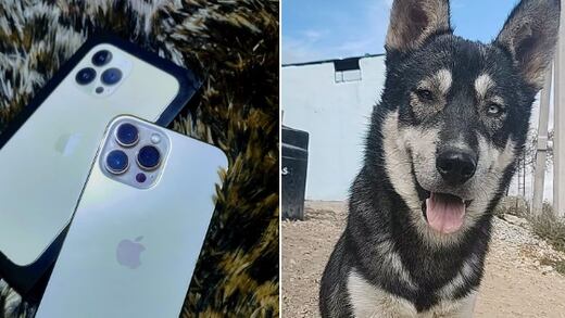 Un perrito se perdió en Nuevo León y el dueño ofrece su iPhone a quien se lo regrese