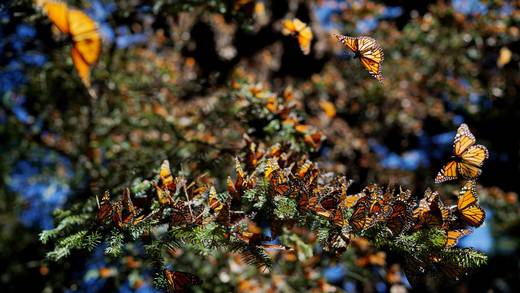 ¿Mariposa Monarca ya no quiere visitar México? Su presencia en bosques disminuyó dramáticamente según monitoreo