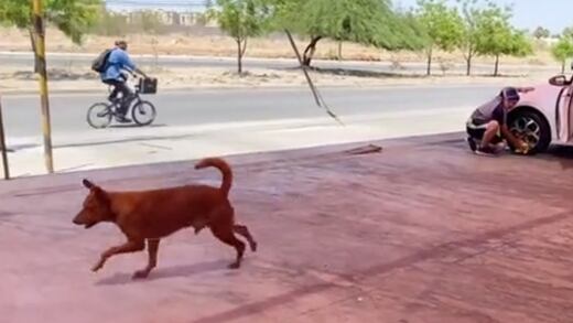 VIDEO: Perrito llegó buscando comida a un autolavado y se convirtió en supervisor de los trabajadores