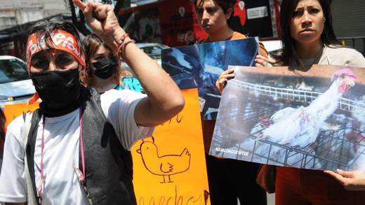 Animalistas protestan en la Cámara de Senadores por sacrificio de una gallina en ritual del senador Adolfo Gómez