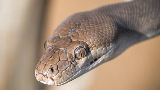 ¿Qué significa soñar con serpientes que te atacan? El significado revela un profundo miedo inminente