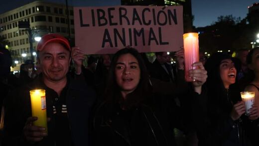 Velada por los toros en Palacio de Bellas Artes: Protestan para terminar con las corridas en la Plaza México