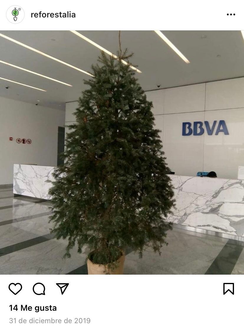regla confesar Alaska Cuánto cuesta un árbol de Navidad natural?