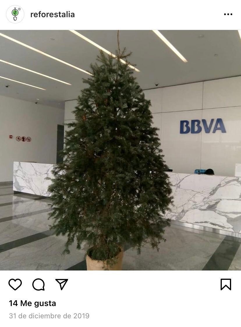 Inodoro audición Calor Cuánto cuesta un árbol de Navidad natural?