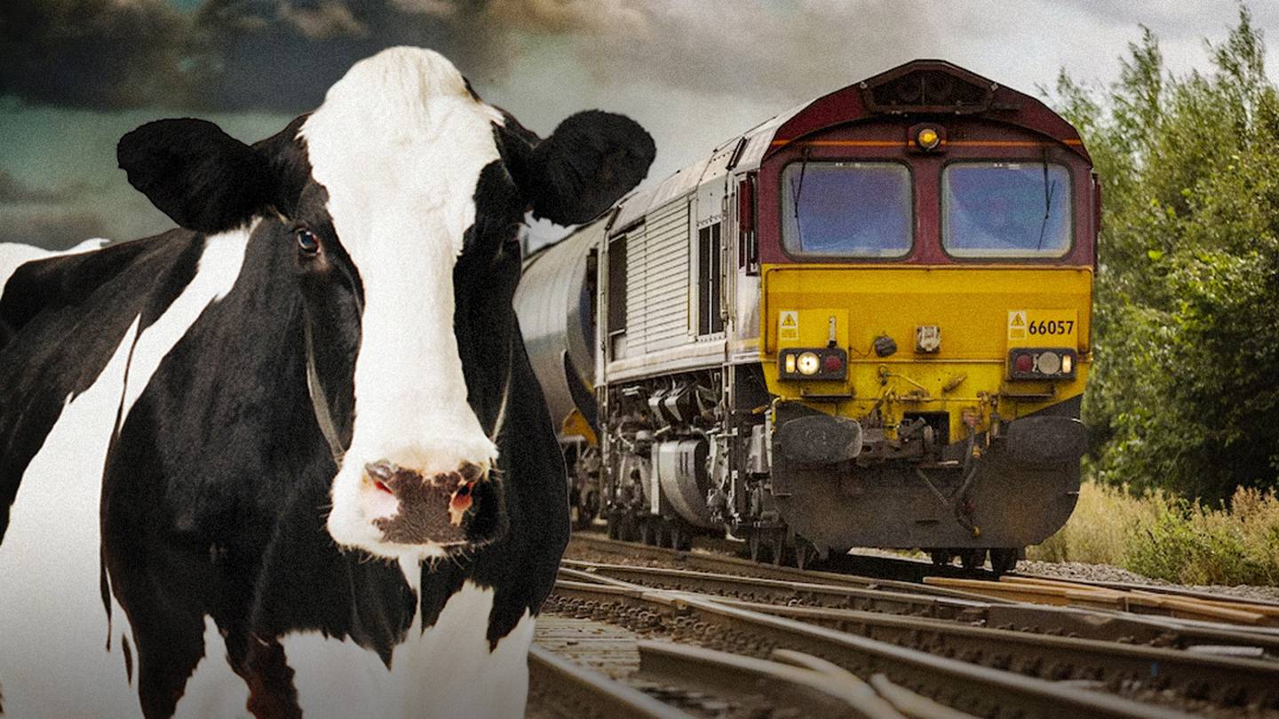 Vaca es arrollada por un tren, sale volando y aplasta a hombre en India