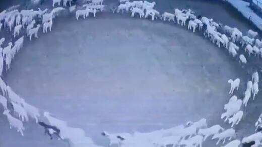 Cientos de ovejas en China caminan en círculos desde hace días y nadie sabe por qué (VIDEO)