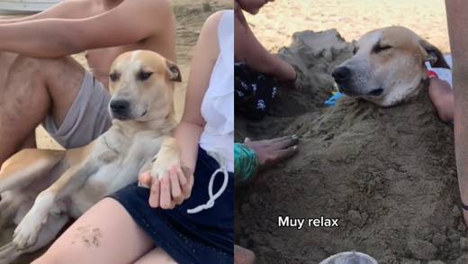VIDEO: Perrito se deja consentir en la playa por unos “extraños” 