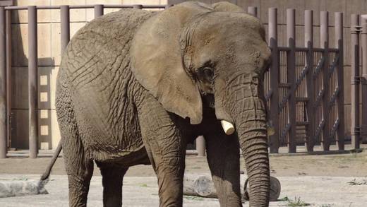 ¿Qué pasa con la elefanta Ely en el Zoológico de San Juan de Aragón? Jueza otorgó un amparo histórico, pero Sedema sigue en negación