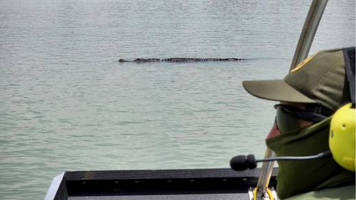 Avistamiento de cocodrilo enorme en el Río Bravo pone en alerta a migrantes