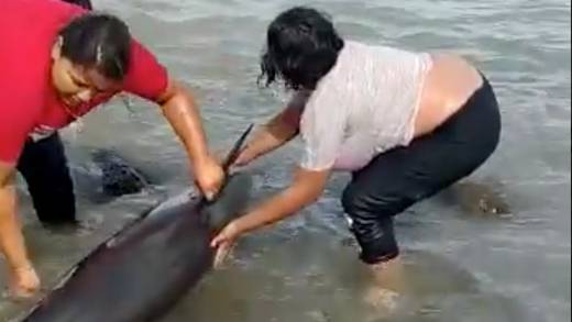 Rescatan a 30 delfines en playas de Sonora
