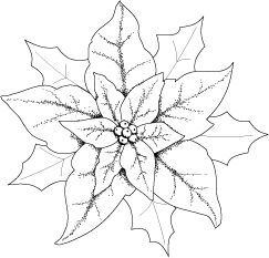 dibujos de flor de noche buena
