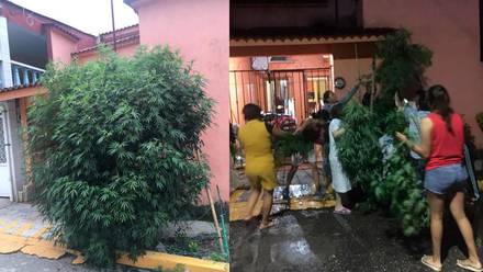 Vecinos defienden planta de marihuana en Veracruz
