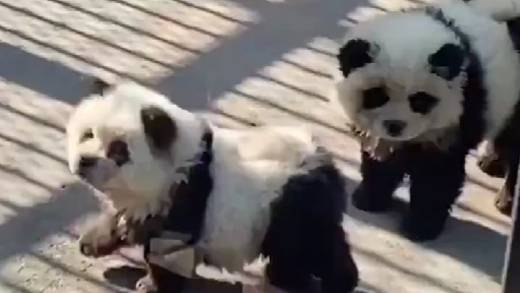 Zoológico de China mostró perros pintados de blanco y negro y dijo que eran pandas