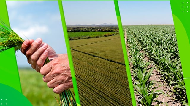 Grupo Bimbo, la empresa mexicana que está llevando sustentabilidad al campo.